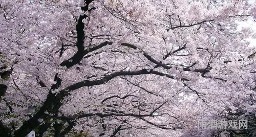 银河互娱樱花校园(樱花校园1.041.11版本)