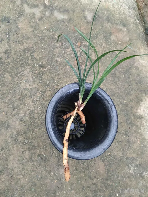 素冠荷鼎现状探秘(素冠荷鼎如今数量如何)