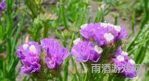 勿忘我看一下(勿忘啊勿忘)